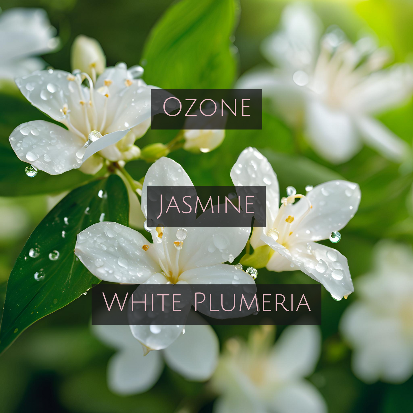 JASMINE GARDEN (Bronze Tin)