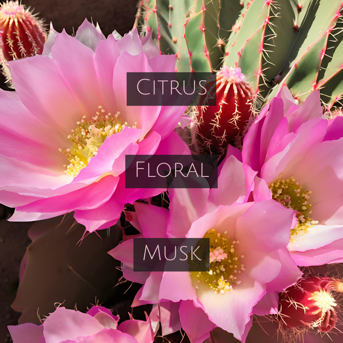 BAJA CACTUS FLOWER (Room Spray)