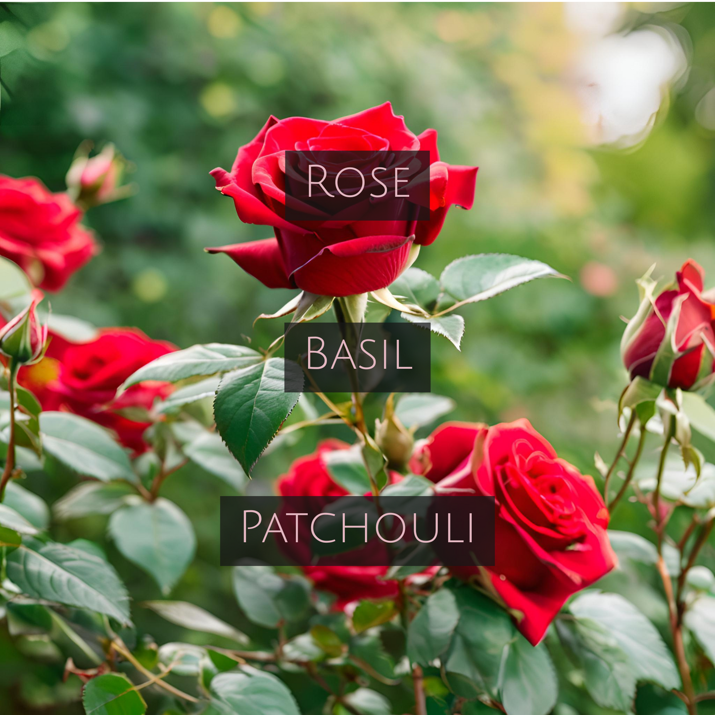 BOHEMIAN ROSE (Bronze Tin)