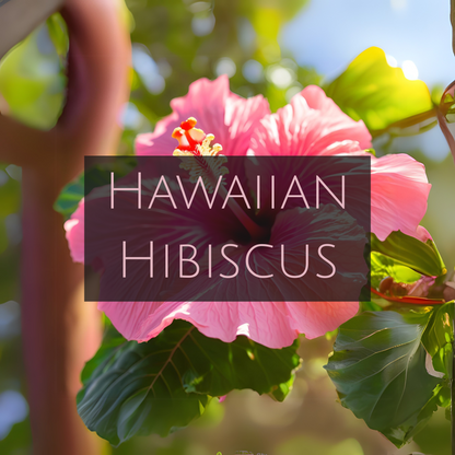 HAWAIIAN HIBISCUS (Gold Tin)