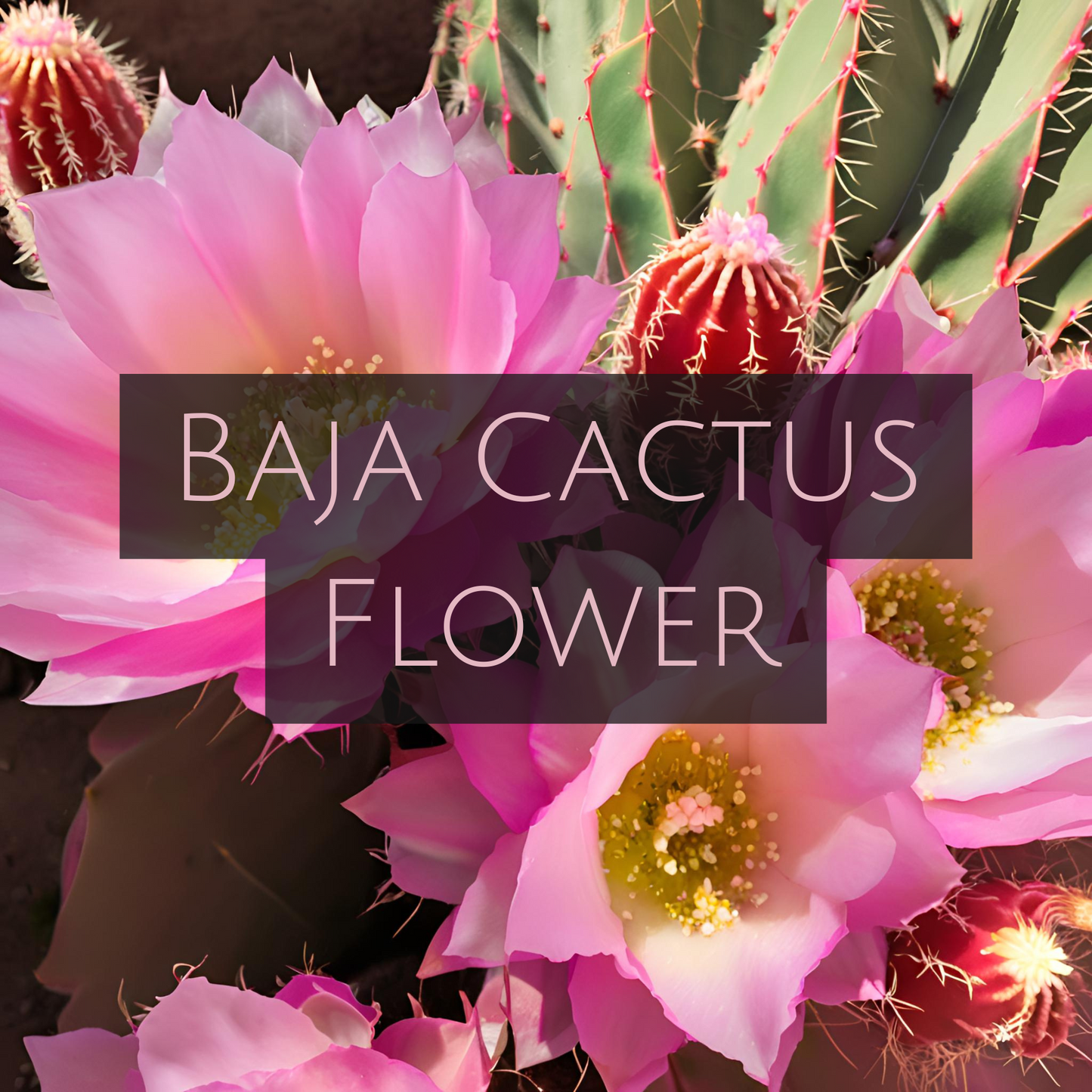 BAJA CACTUS FLOWER (Room Spray)