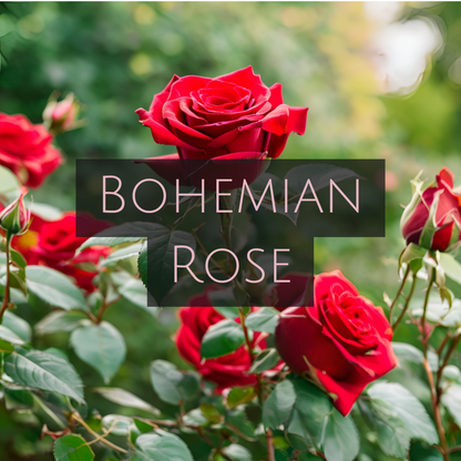 BOHEMIAN ROSE (Black Tin)