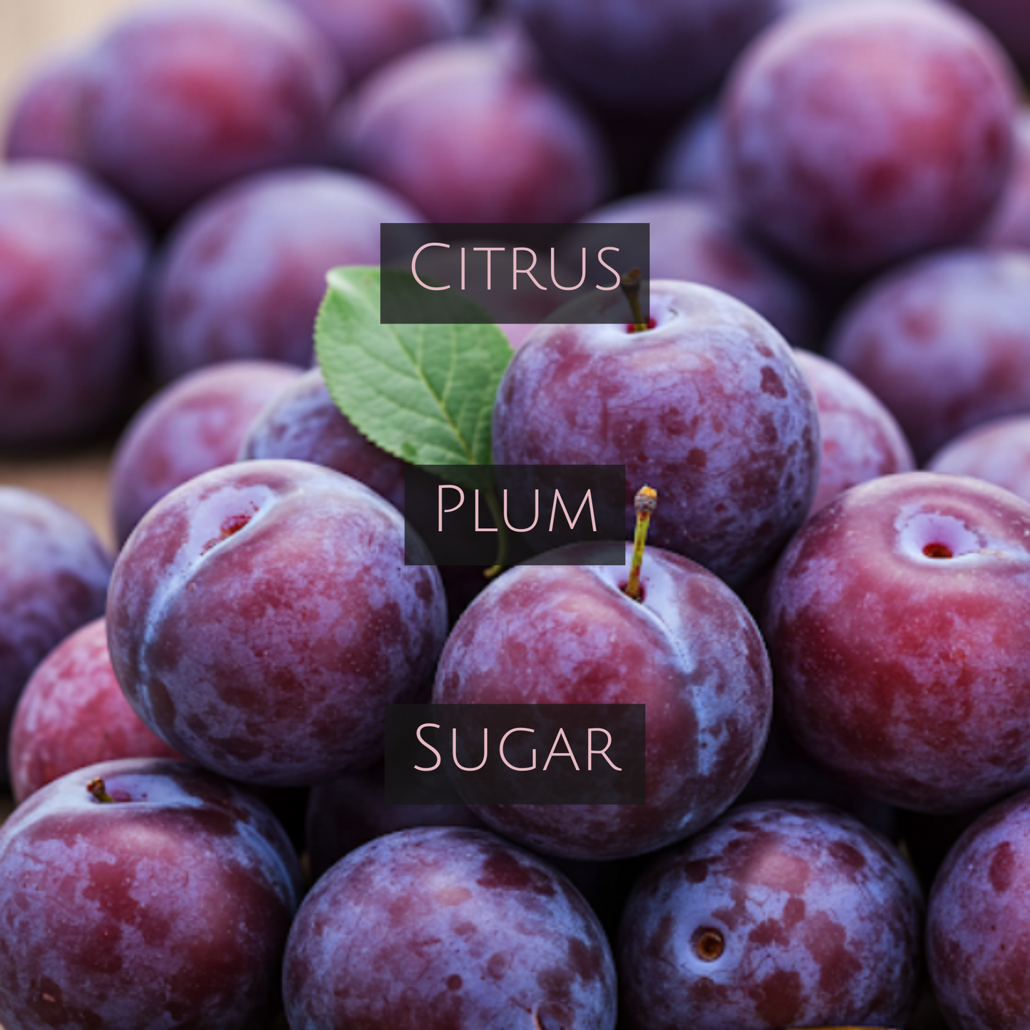 PLUM OBSESSION (Bronze Tin)